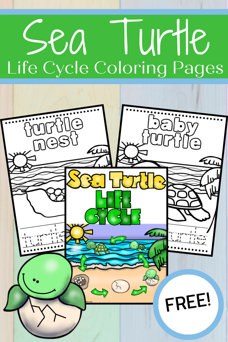 When you give this sea turtle life cycle printable to your preschoolers, they can color the pages and trace the labels before playing the matching game.