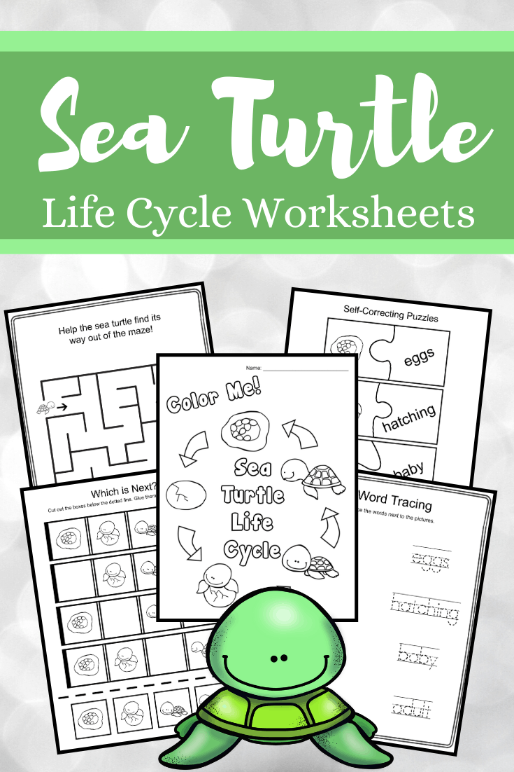 Summer is the best time of year to study sea turtles. This sea turtle life cycle for kids bundle features 23 hands-on activities!