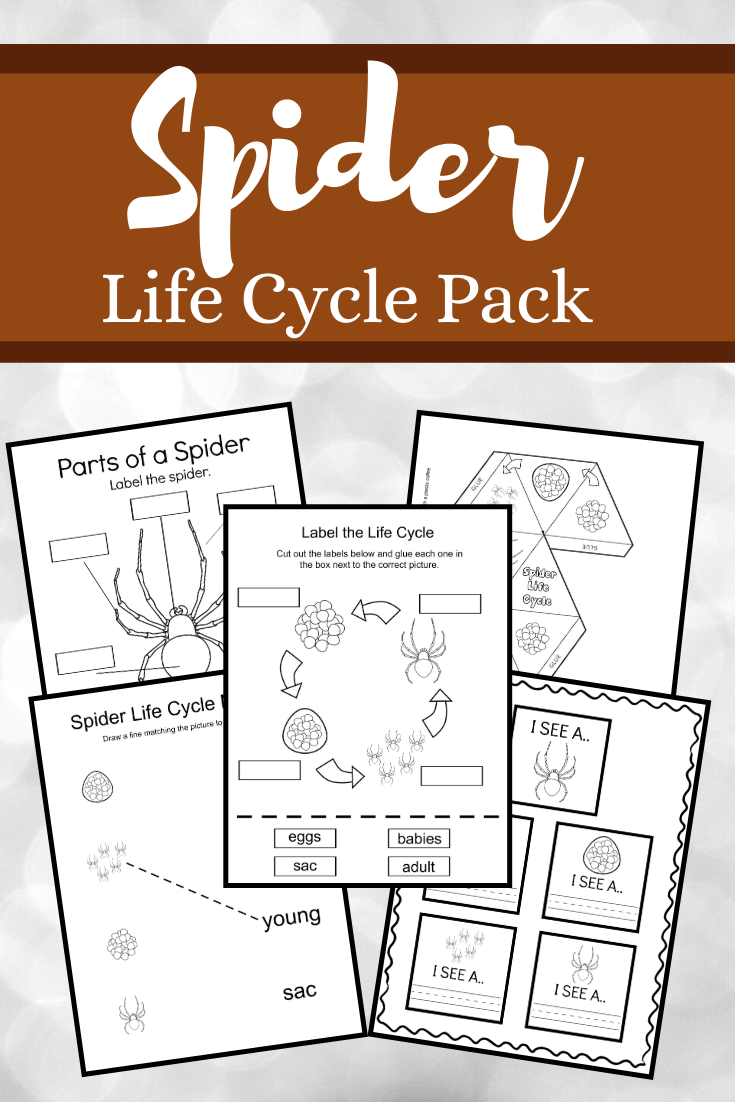 Fall is the best time of year to study spiders. This spider life cycle for kids bundle features 19 hands-on activities for preschoolers!