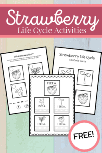 Strawberry Life Cycle Worksheets