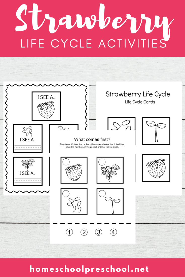 Use these strawberry life cycle worksheets  to teach kids how the strawberry plant grows. This set includes three activities that highlight all four stages.