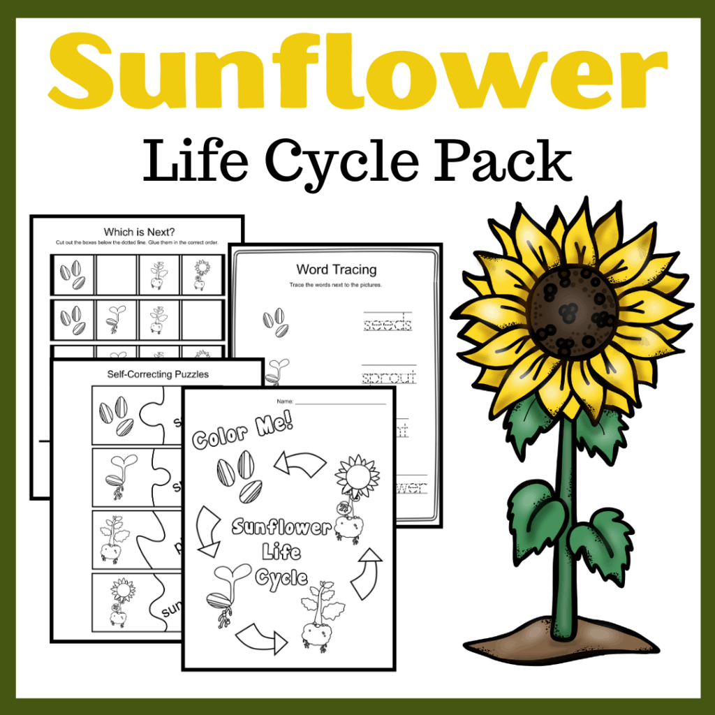 sunflower-life-cycle-worksheets-1024x1024 Flower Preschool Activities