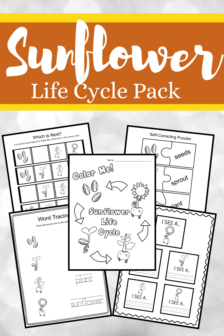 Summer and fall are the best time of year to study sunflowers. This pack of life cycle of a sunflower worksheets features 16 hands-on activities!