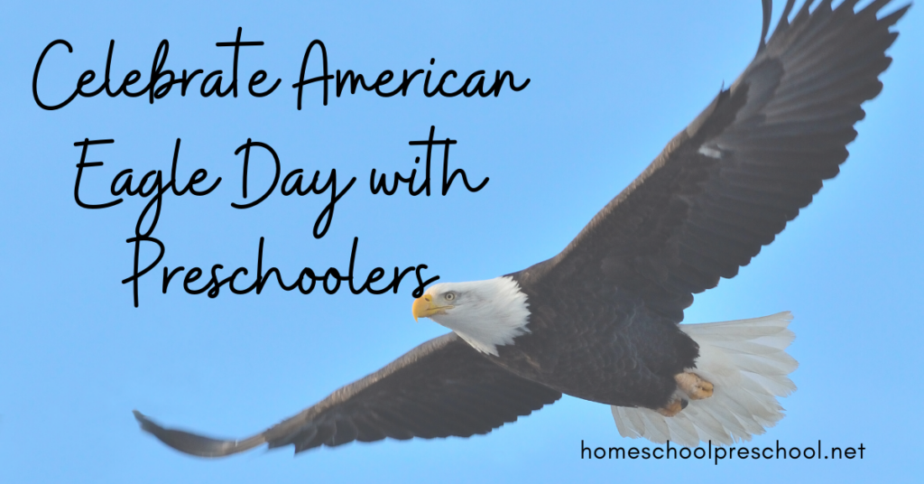 National American Eagle Day is coming up quickly on June 20th! It's a day to honor our national symbol and learn about this magnificent bird.