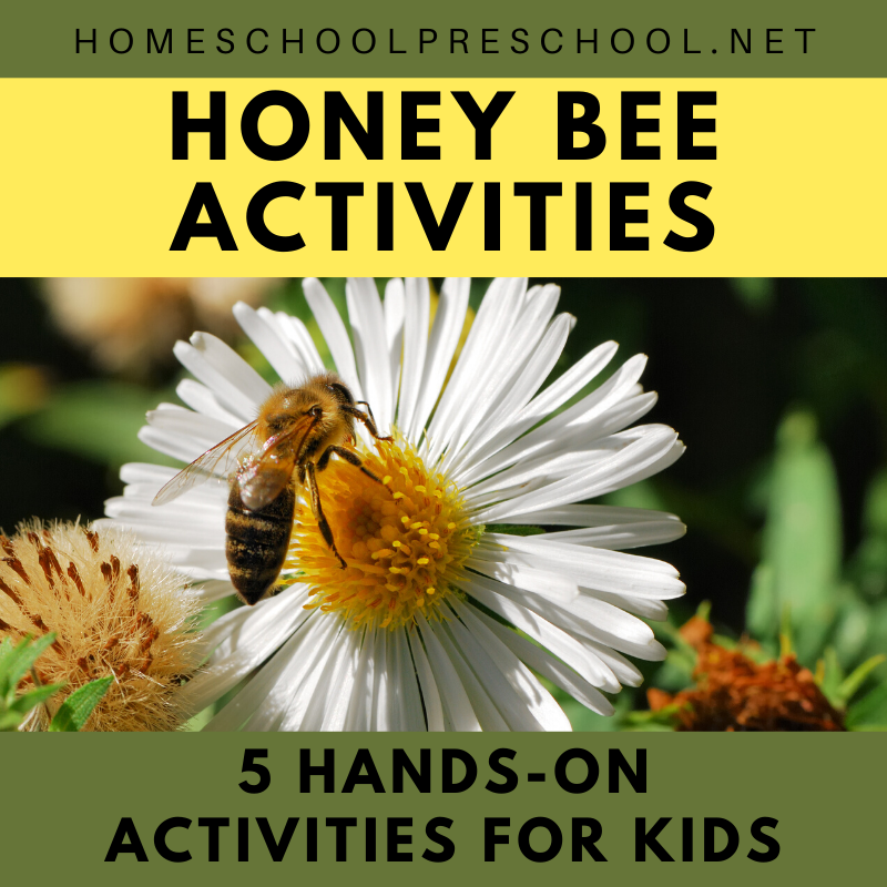 Do you have a preschooler fascinated by bees? They're a fascinating insect to study. So spend a day learning about them with these bee activities!