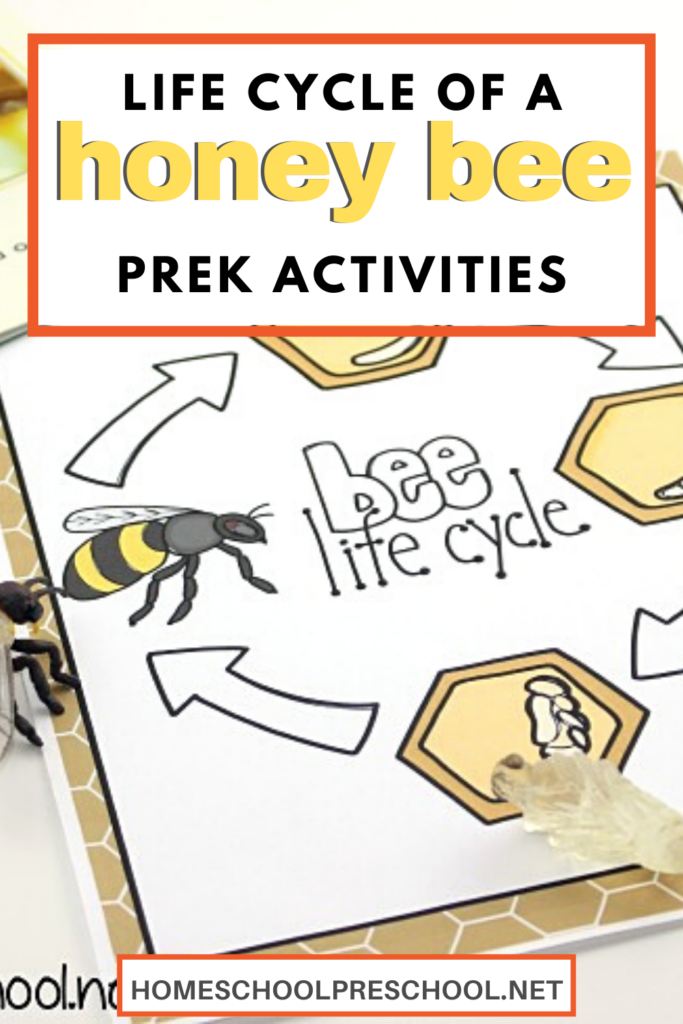 Printables to Teach the Life Cycle of a Honey Bee for Kids