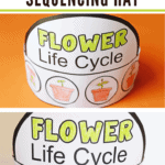 Looking for a fun interactive teaching idea for the life cycle of a flower? This sequencing hat is a fun activity for preschoolers and kindergarteners.