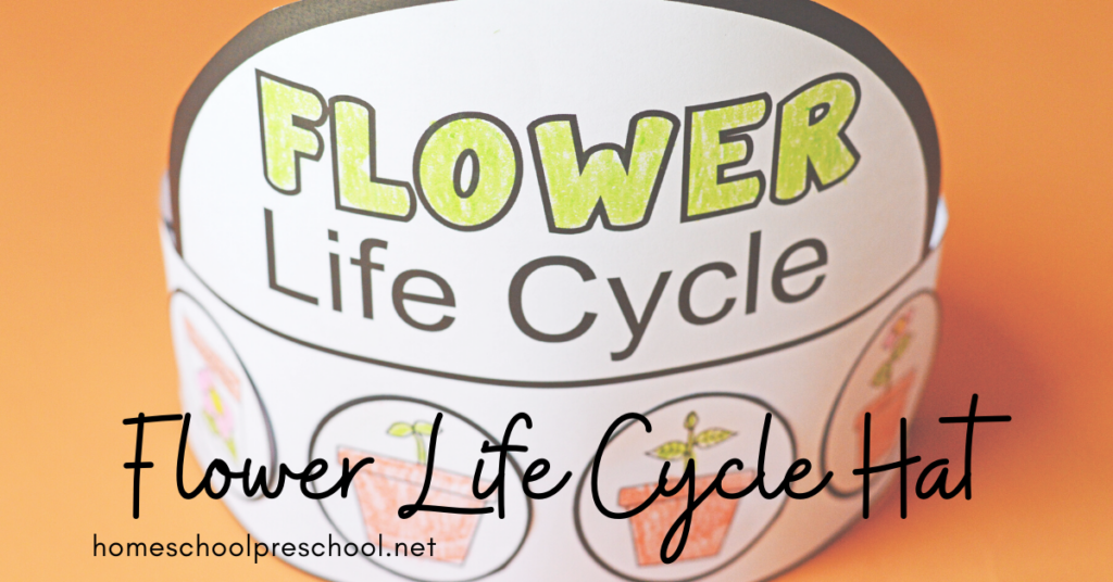 Looking for a fun interactive teaching idea for the life cycle of a flower? This sequencing hat is a fun activity for preschoolers and kindergarteners.