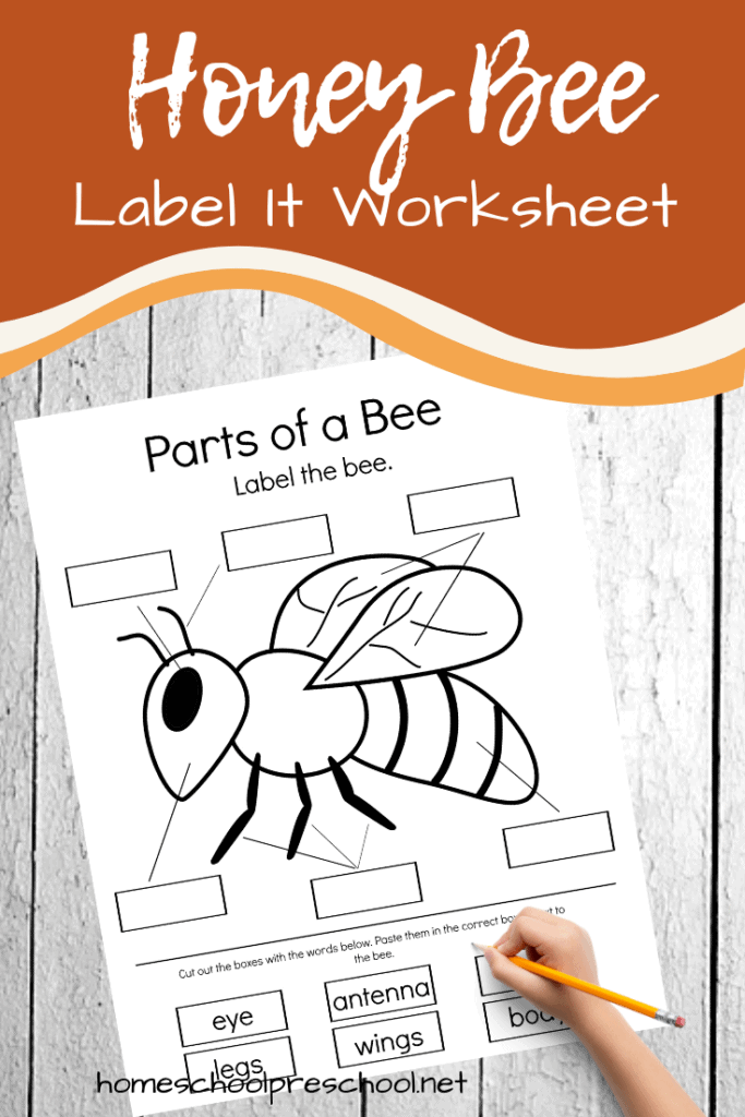 Free Printable Parts of a Bee Preschool Worksheet