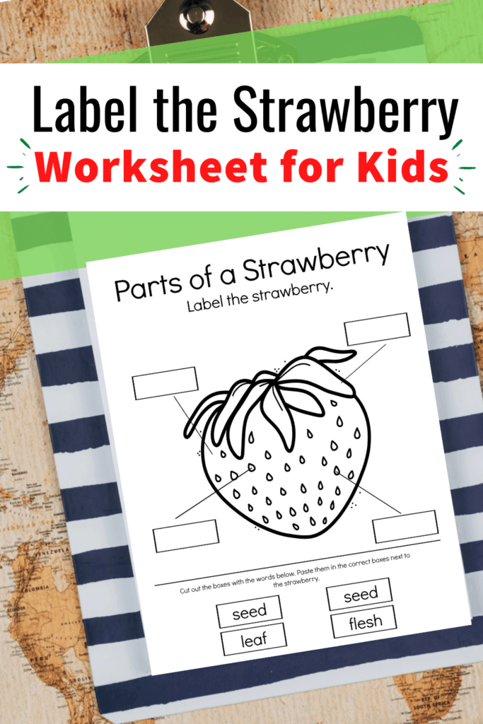 Download and print this parts of a strawberry worksheet! It’s perfect for your plant and/or summer themed lesson plans for preschoolers.