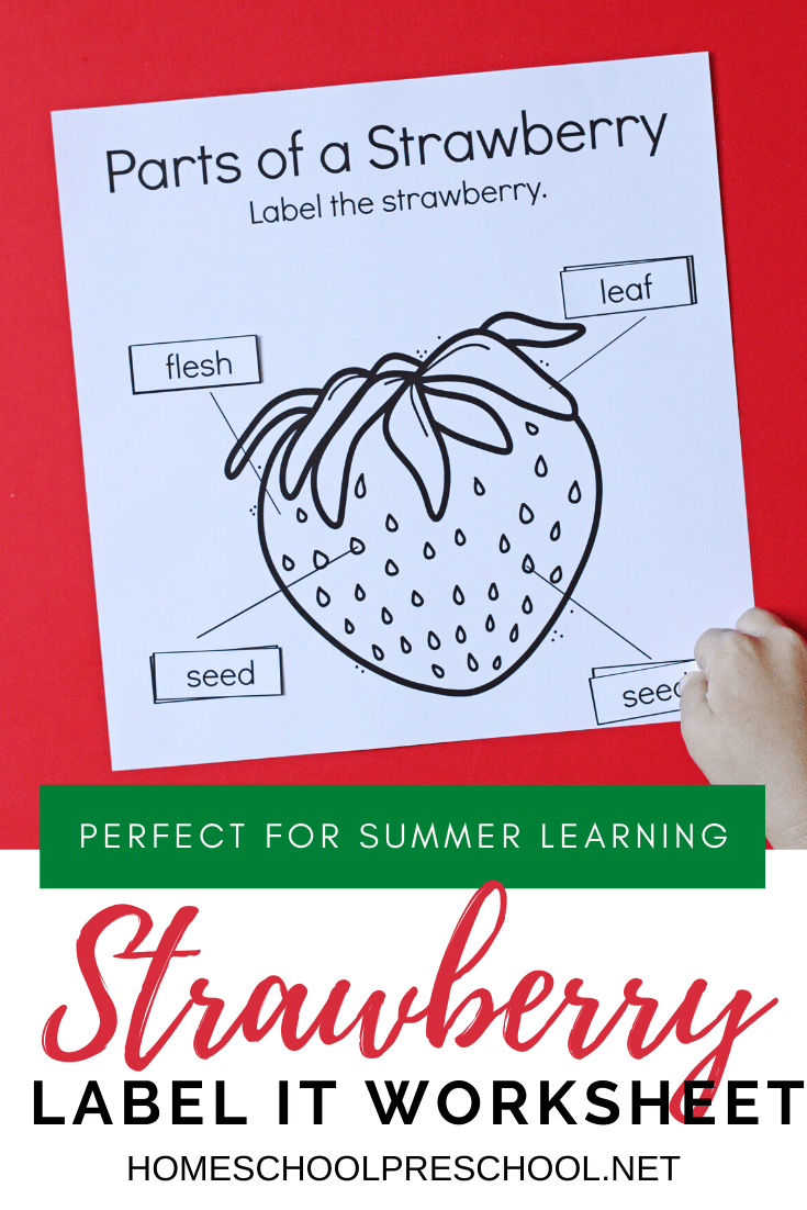 Parts of a Strawberry Worksheet
