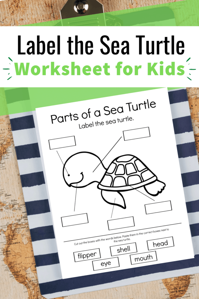 Download and print this worksheet and have your kids label the sea turtle! It's perfect for your ocean or summer themed lesson plans.