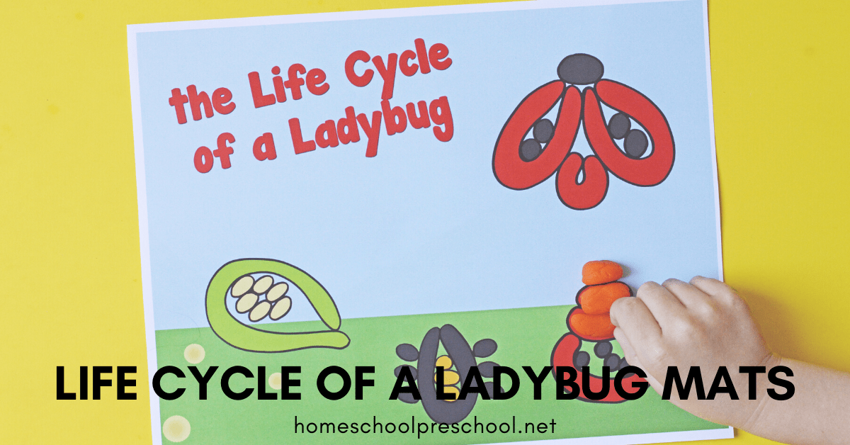 Printable Life Cycle of a Ladybug Playdough Mats