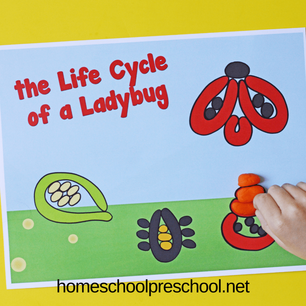 These ladybug playdough mats will help preschoolers visualize the stages of the life cycle of a ladybug. They are both educational and fun!