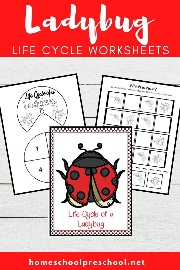 Printable Ladybug Life Cycle Worksheets for Preschool