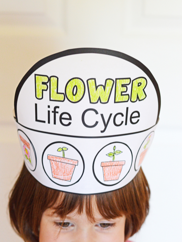 Life Cycle of a Flower Hat