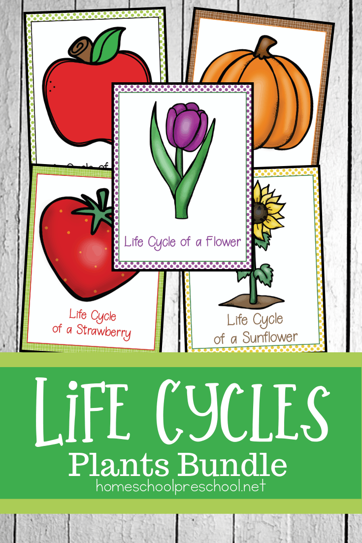 No matter what time of year it is, you can use this life cycle of plants for kids bundle to teach your preschoolers about apples, flowers, pumpkins, strawberries, and sunflowers!