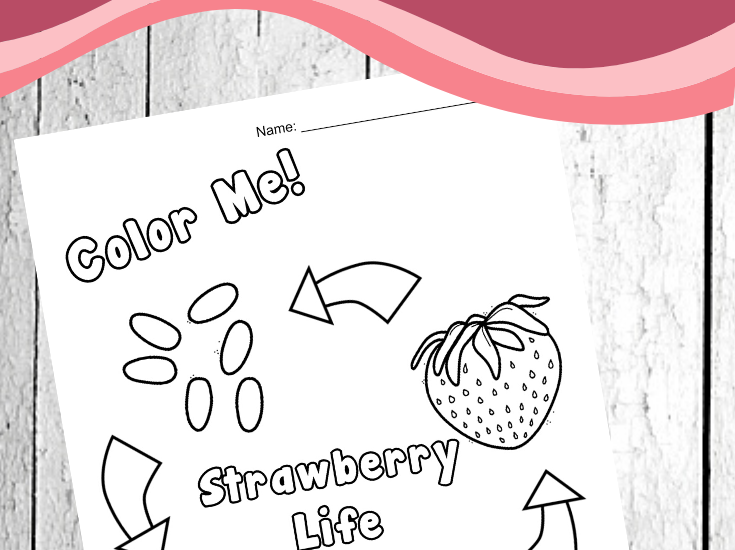 This summer, teach your kids about the life cycle of a strawberry. This strawberry life cycle diagram is a great visual aid for preschoolers.