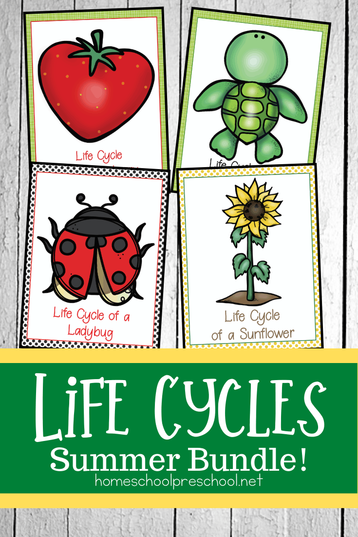 During the summer months, use this awesome collection of summer life cycle worksheets to teach your preschoolers about sunflowers, strawberries, sea turtles, and ladybugs!