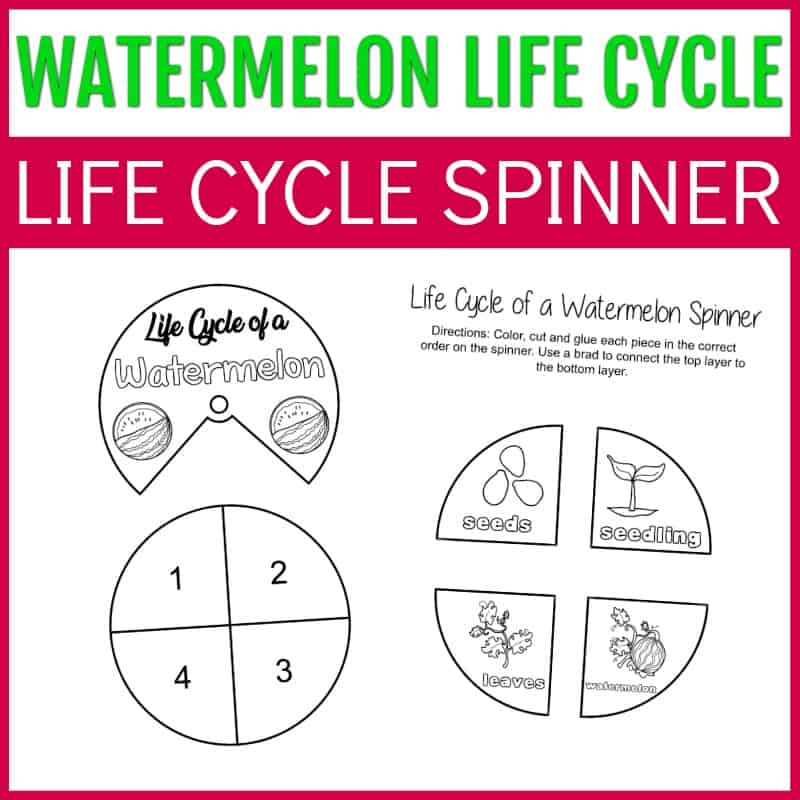 Life Cycle of a Watermelon Worksheets for Preschool
