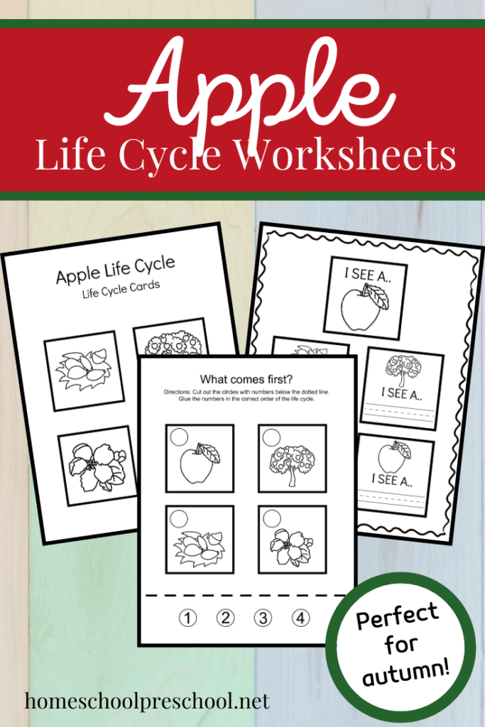 apple-life-cycle-2-683x1024 Apple Life Cycle