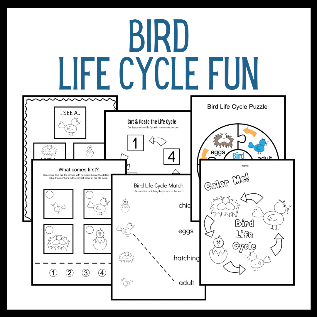 printable-activities-to-teach-life-cycle-of-a-bird-for-kids
