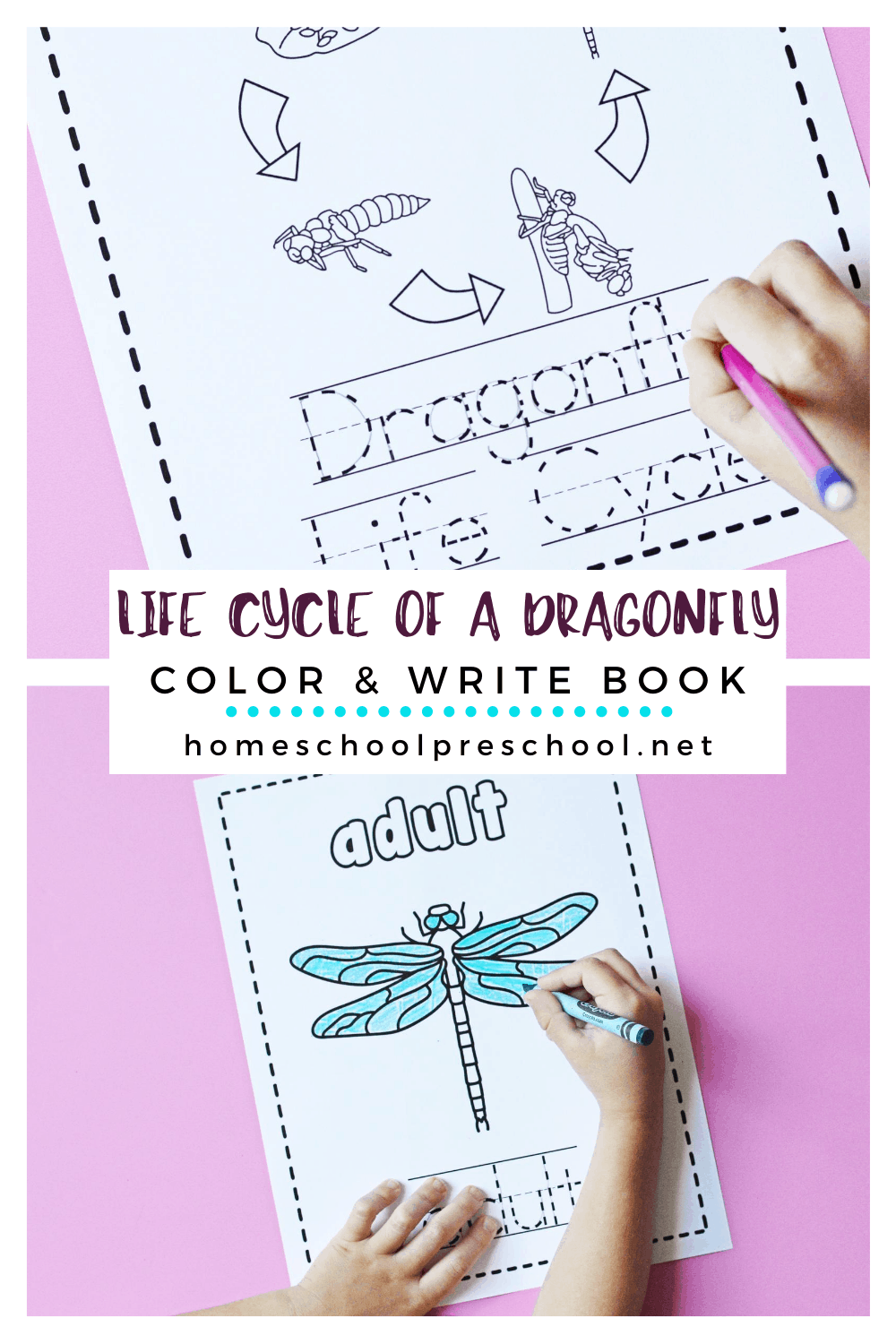 The Life Cycle of a Dragonfly Coloring Book