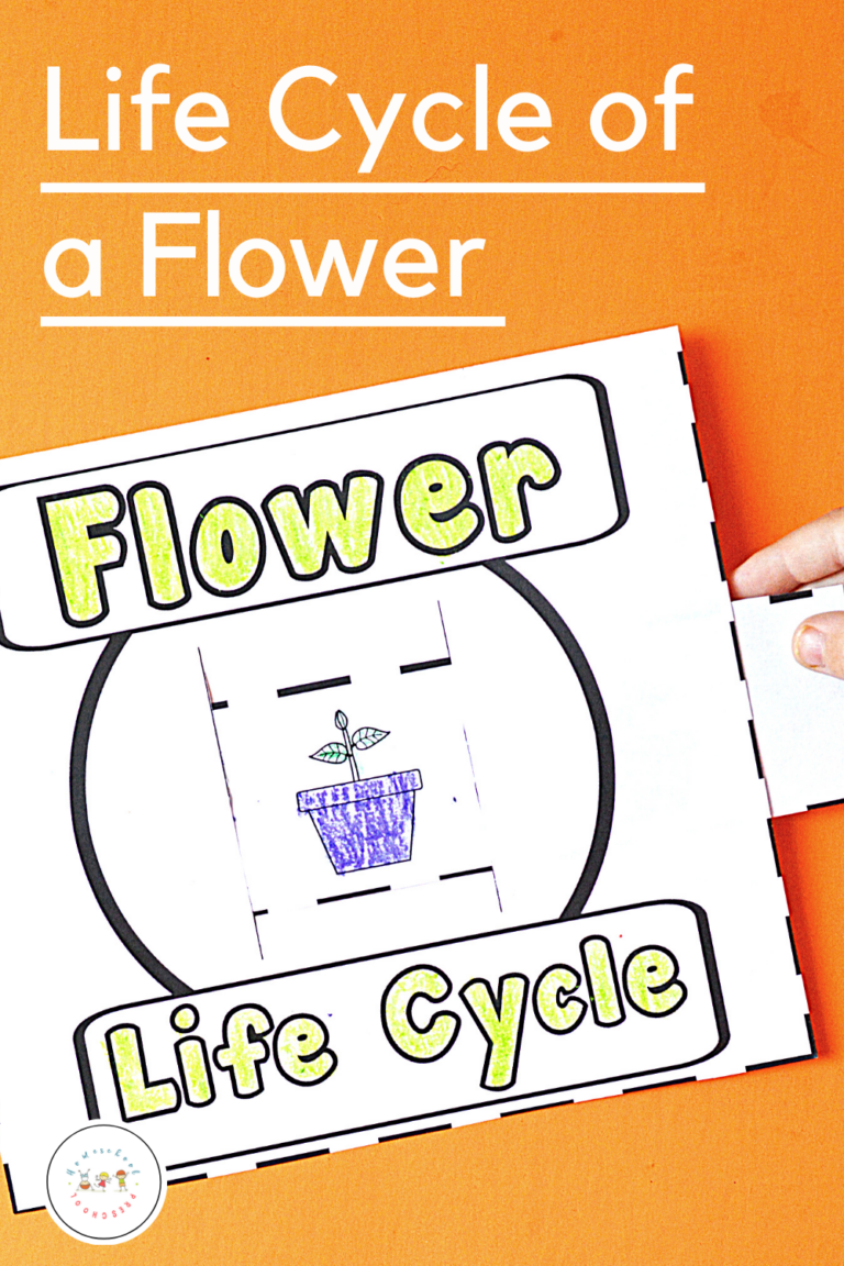 Flower Life Cycle Slider