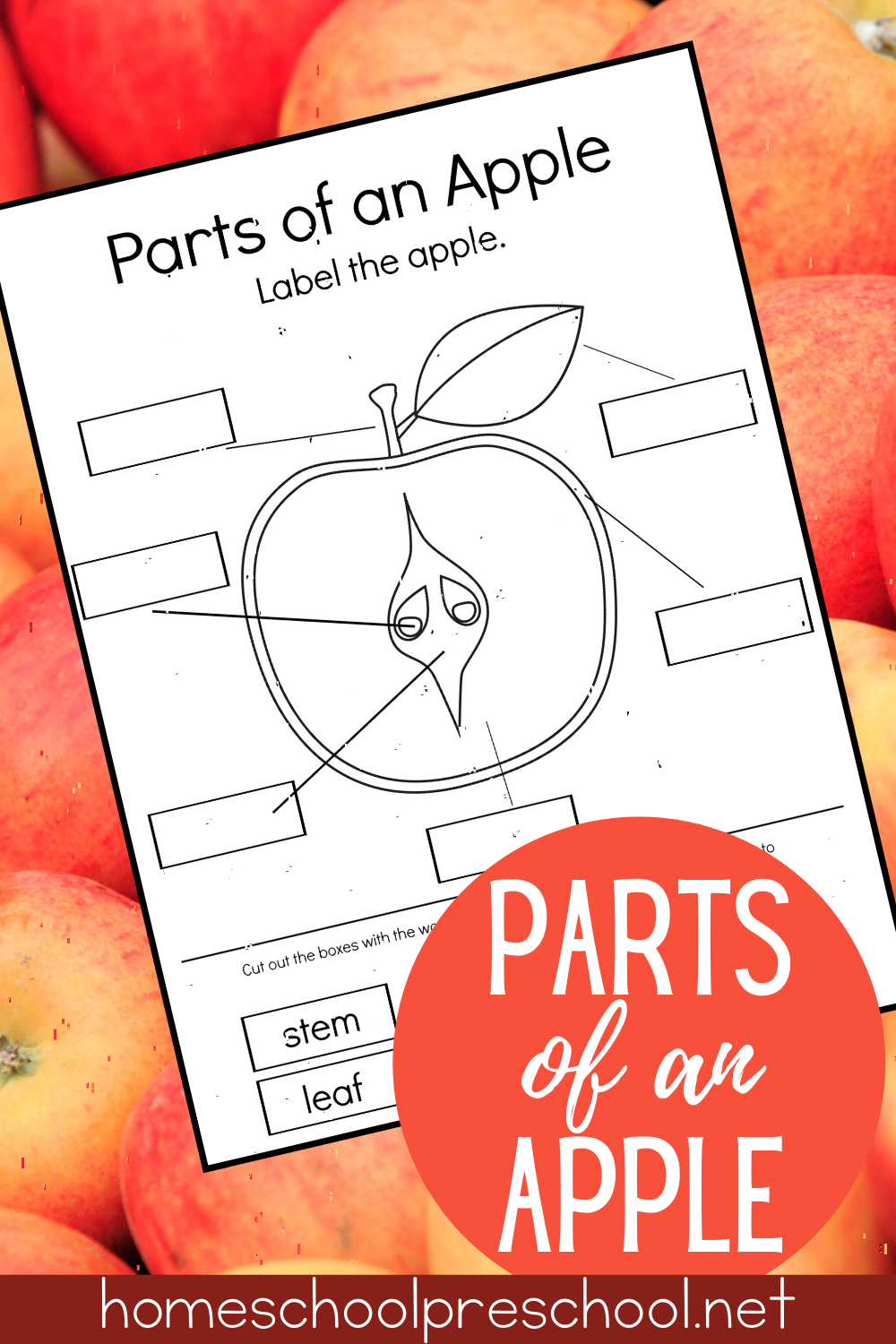 Free Printable Parts of an Apple Worksheet