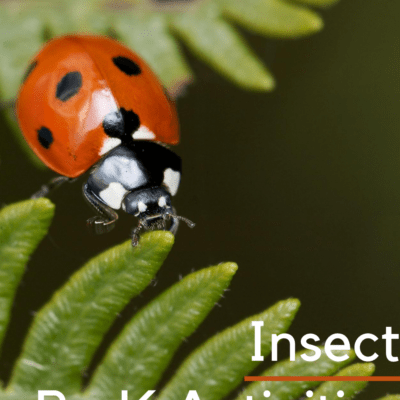 Insect Activities for Preschoolers