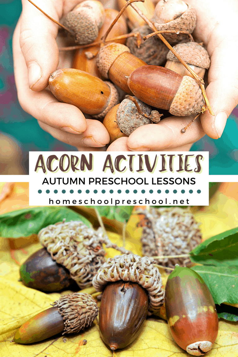 Acorn Activities for Preschool