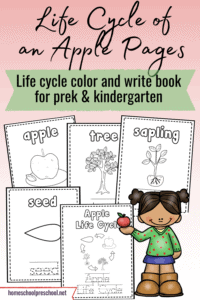 Preschool Apple Life Cycle Coloring Book