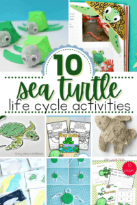 Sea Turtle Life Cycle Activities