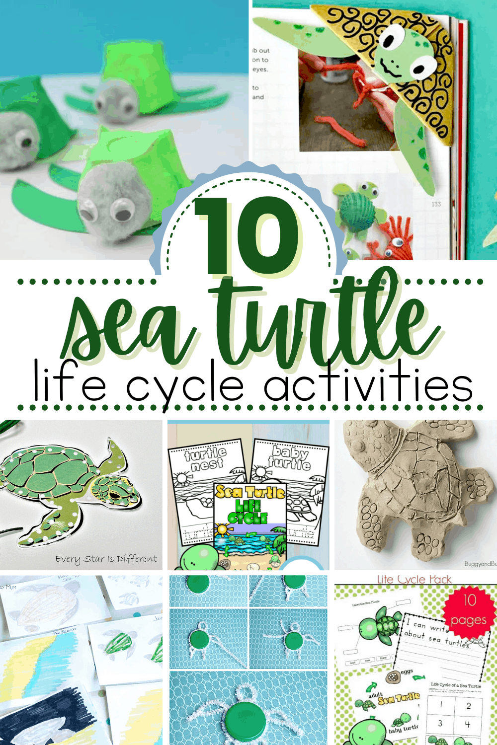 Sea Turtle Life Cycle Activities