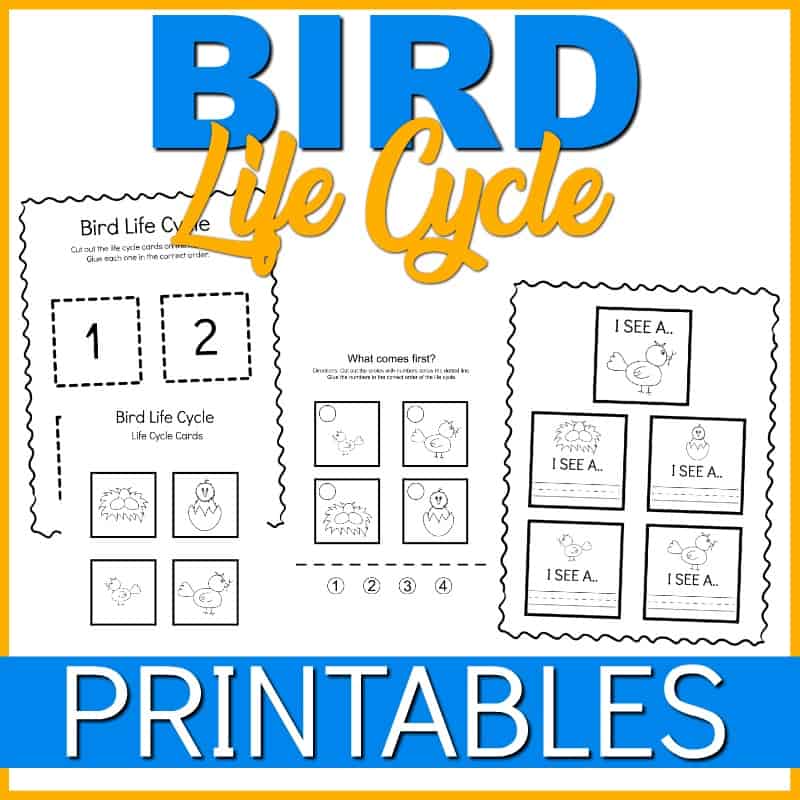 BIRDLCPrintables3 Life Cycle of a Bird