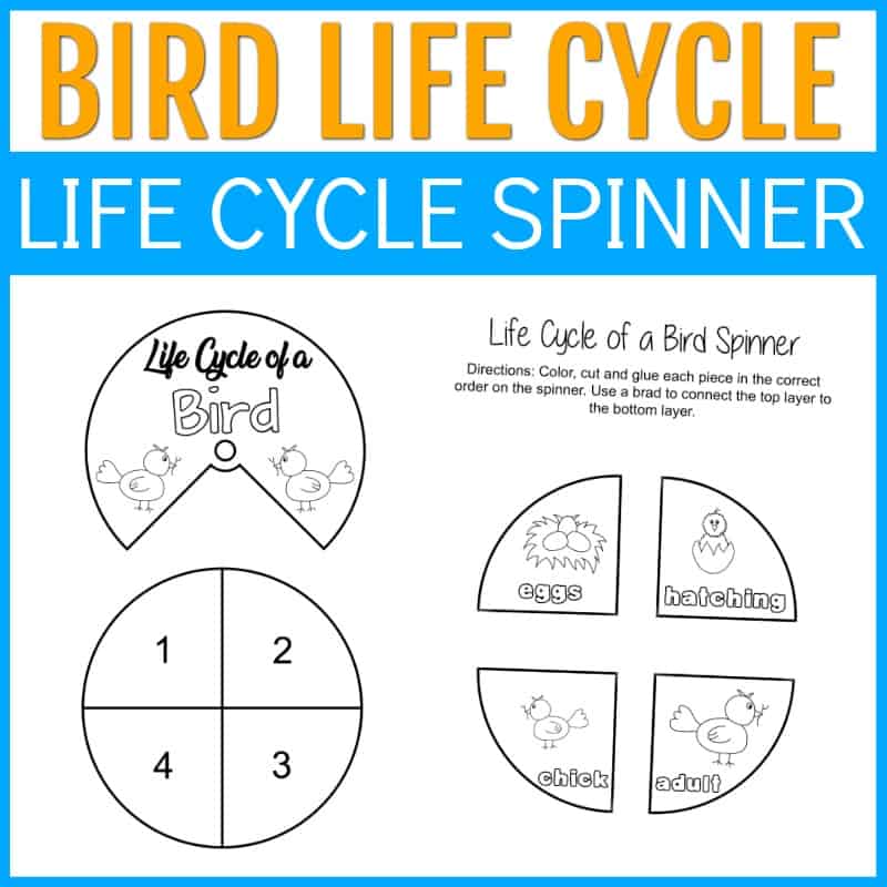 BIRDLCSPINNER1-2 Life Cycle of a Bird