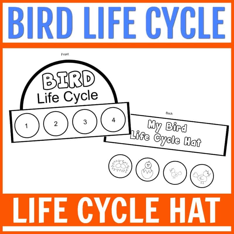 birdLCHAT1-2 Life Cycle of a Bird