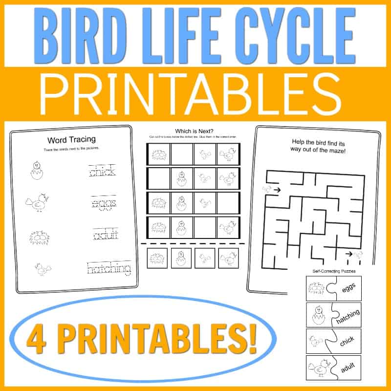 birdLCPRINTABLES2 Life Cycle of a Bird