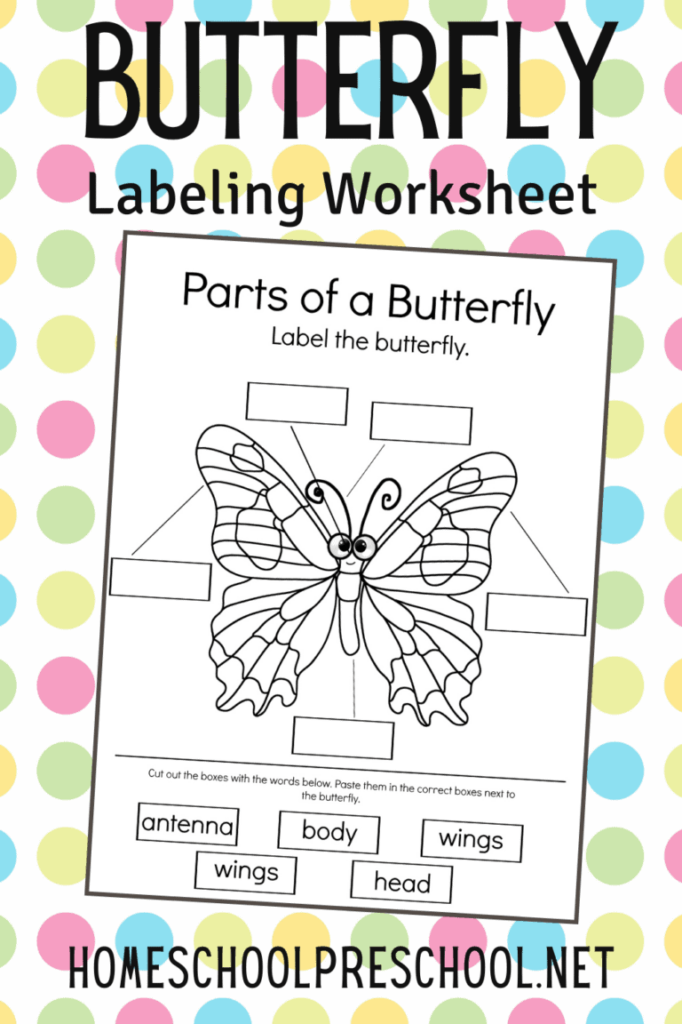 Free Parts of a Butterfly Worksheet &amp; Fun Activities!