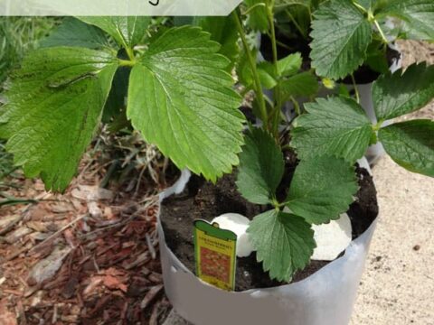 Image for Milk Jug Planter Science Activity