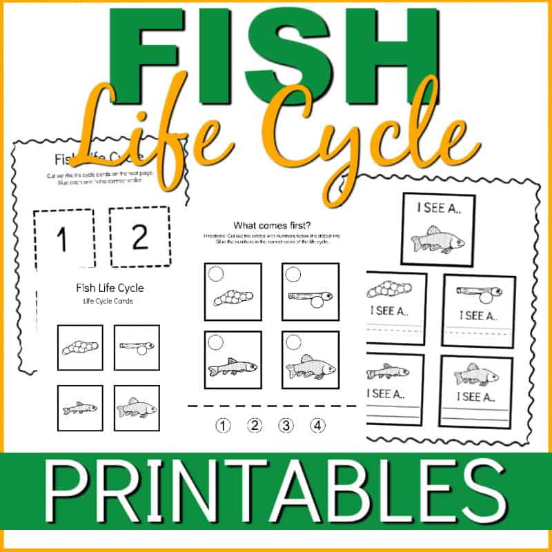 FishLCPrintables3 Life Cycle of a Fish for Kids