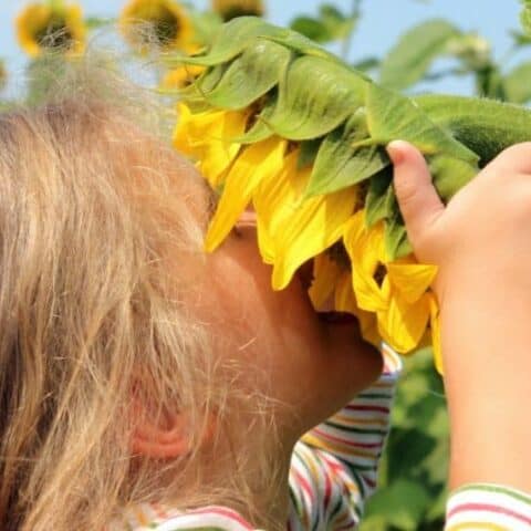How-to-Plant-Sunflowers-fb2-480x480 Spring STEM Activities