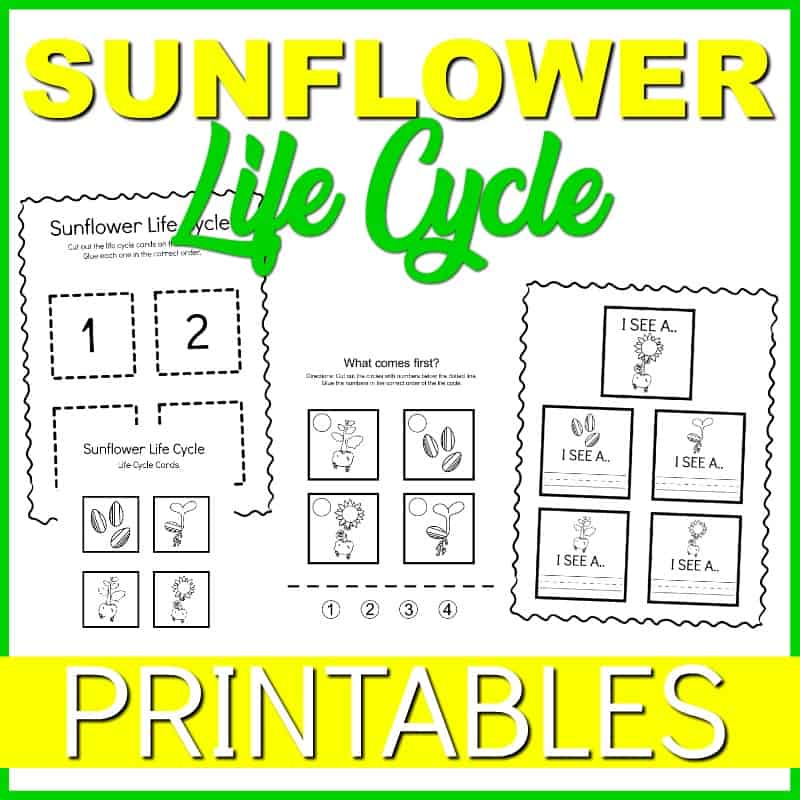 SUNFLOWERLCPrintables3 Life Cycle of a Sunflower