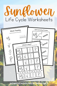 Preschool Life Cycle of a Sunflower