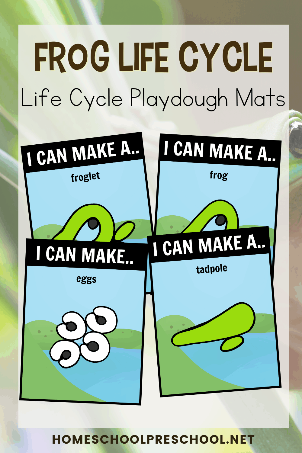 Life Cycle of a Frog for Kids