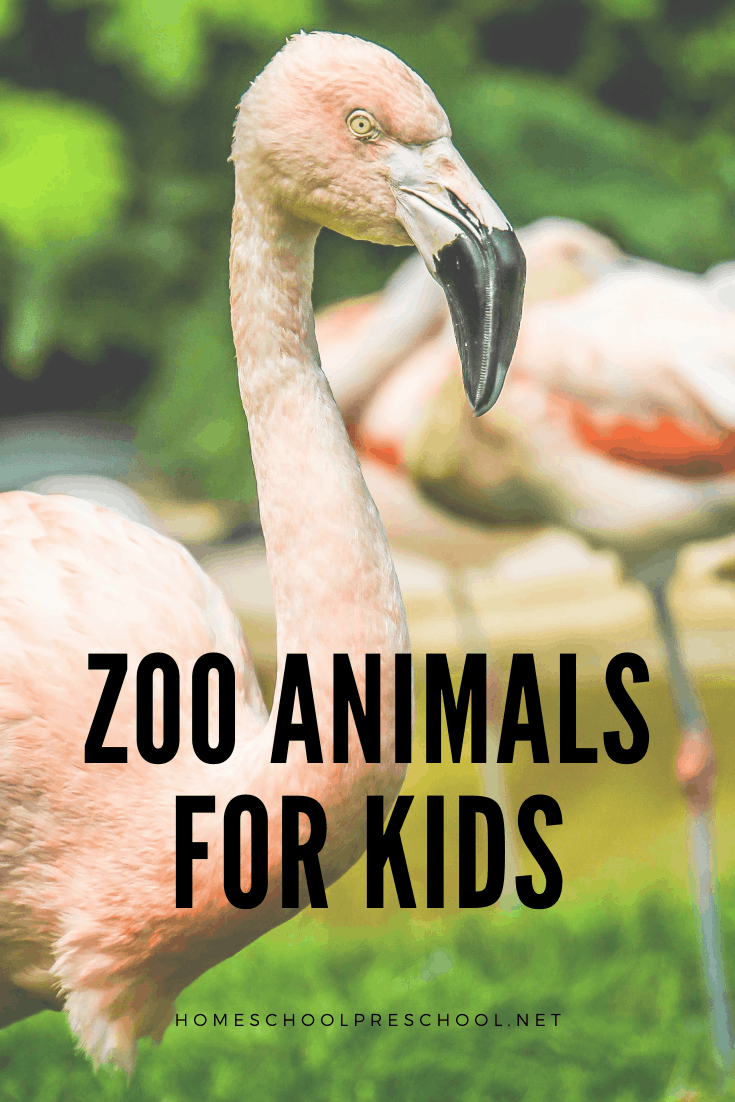 Zoo Animals for Kids