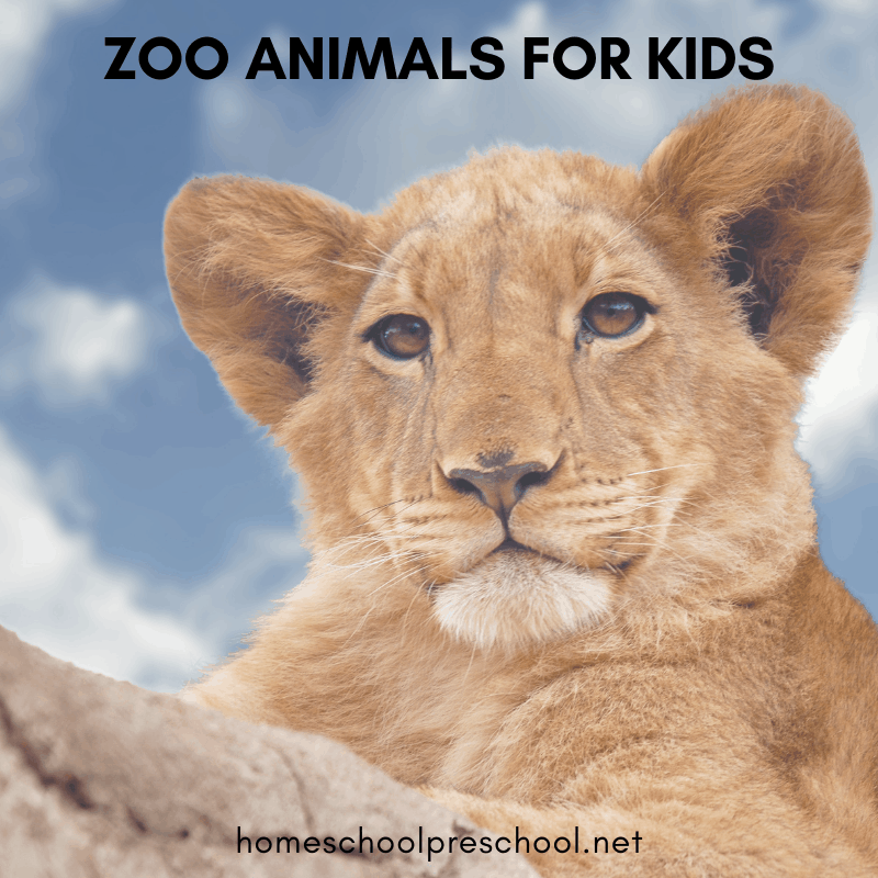 zoo-animals-for-kids Zoo Animals for Kids