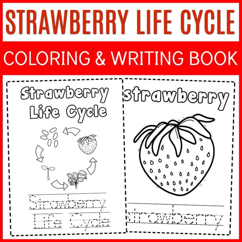 STRAWBERRYLCCWB Life Cycle of a Strawberry