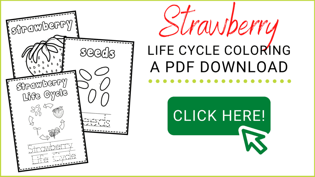 Free Printable Life Cycle of a Strawberry Coloring Book