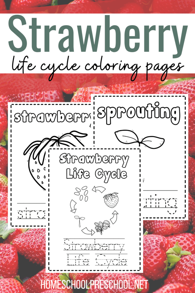 Free Printable Life Cycle of a Strawberry Coloring Book